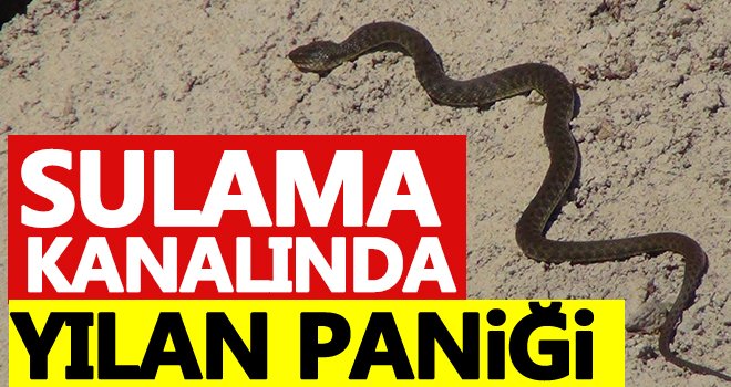 Sulama kanalında zehirli yılan paniği!