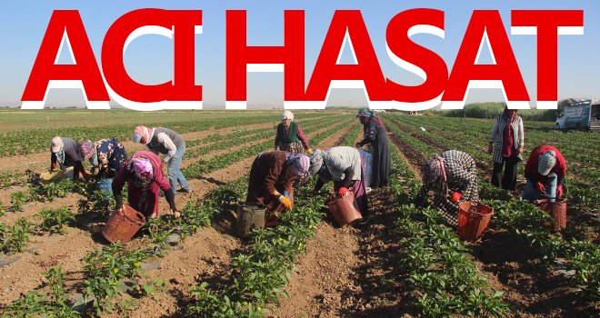 Suriye sınırında acı hasat