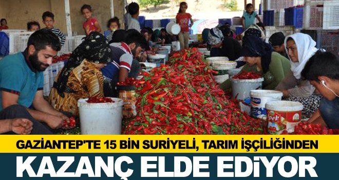 Suriyeli tarım işçilerinden ülke ekonomisine katkı