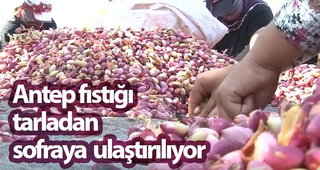 Tarladan sofraya Antep fıstığı