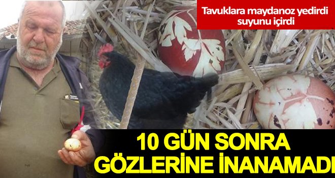 Tavuk, maydanoz desenli yumurta yumurtladı 