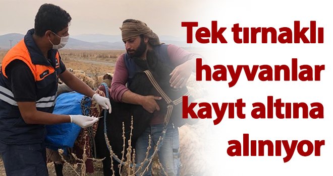 Tek tırnaklı hayvanlar kayıt altına alınıyor