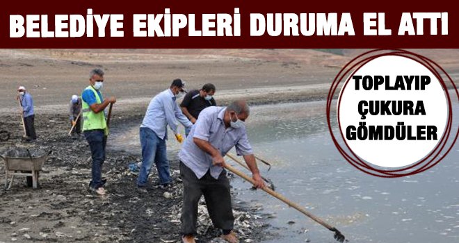 Toplu halde telef olan balıkları çukura gömdüler