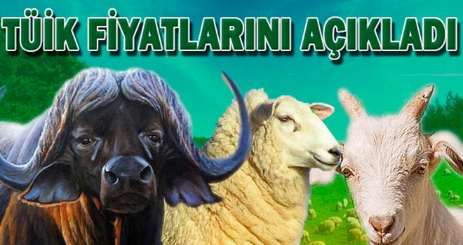 TÜİK açıkladı! Hayvansal ürün fiyatları arttı