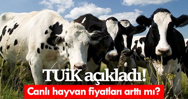 TÜİK'e göre canlı hayvan fiyatı yıllık yüzde 18,46 arttı