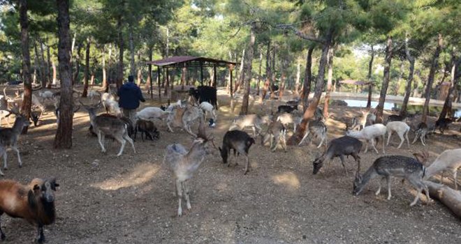 Türkiye'nin ilk ve tek safari parkına ziyaretçi akını