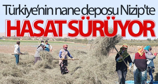 Türkiye’nin nane deposu Nizip'te hasat sürüyor