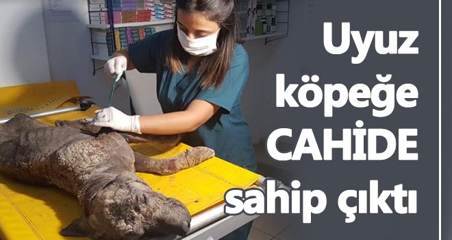 Uyuz enfeksiyonu bulunan köpeğe CAHİDE sahip çıktı
