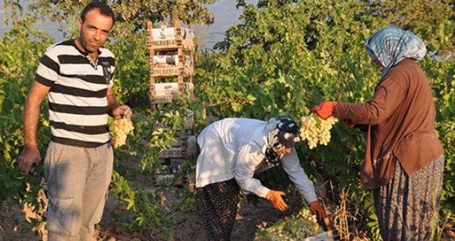 Üzüm hasadı başladı