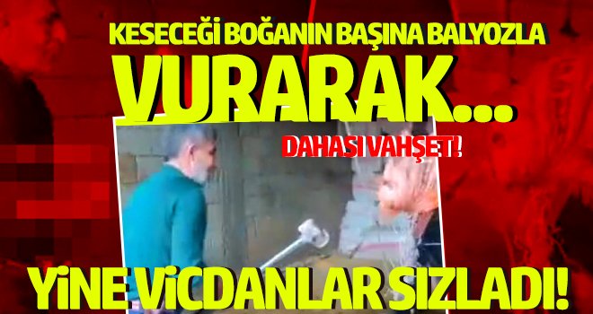 Vahşet! Keseceği boğayı balyozla başına vurarak öldürdü