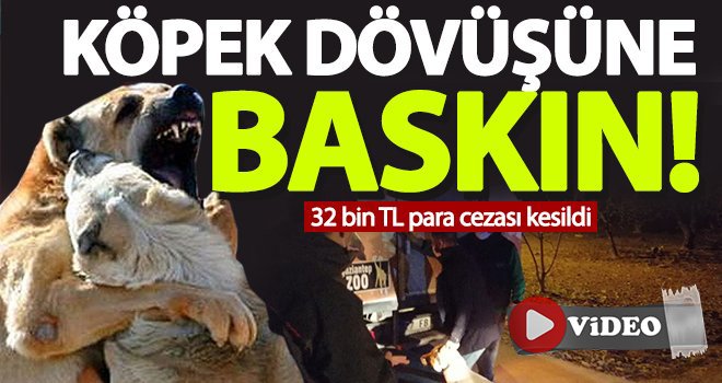 Vicdansızlığın böylesi görülmedi! Köpek dövüşüne baskın