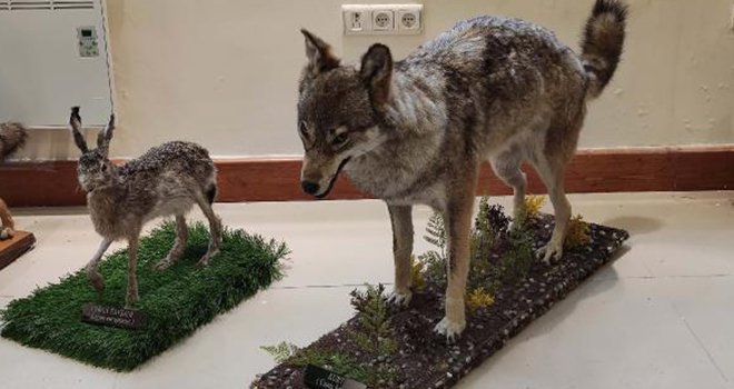 Yaban hayatı, hayvan tahnitleri ile vatandaşa tanıtılıyor 