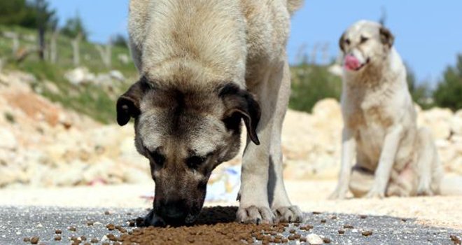 Yaralı hayvanlar, bu barınakta hayata tutunuyor