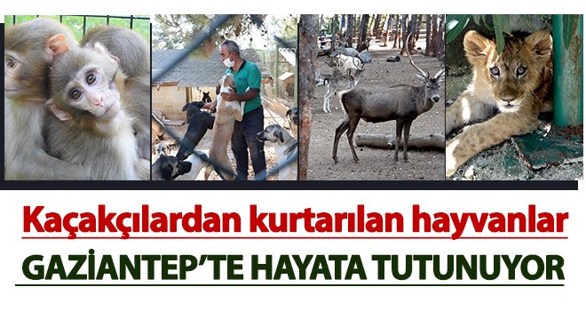 Yaralı hayvanlar Gaziantep’te hayata tutunuyor