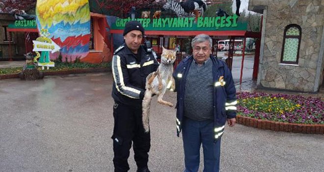 Yaralı tilki, hayvanat bahçesinde tedavi edilecek