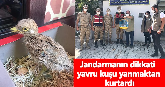 Yavru kuş son anda yanmaktan kurtarıldı