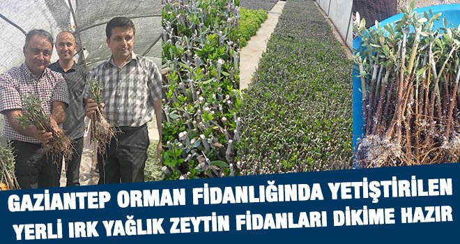 Yerli ırk zeytin fidanları dikime hazır!..