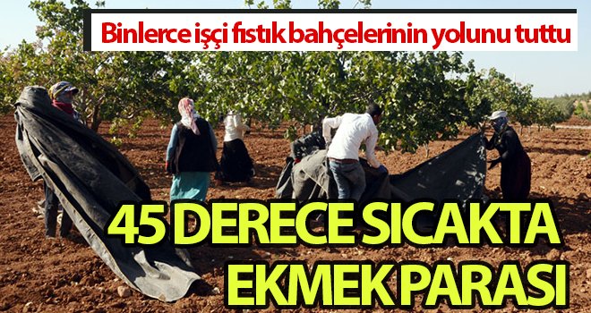 'Yeşil altın'da hasat zamanı