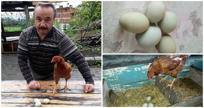 Yeşil yumurtlayan tavuğunu kesmekten vazgeçti