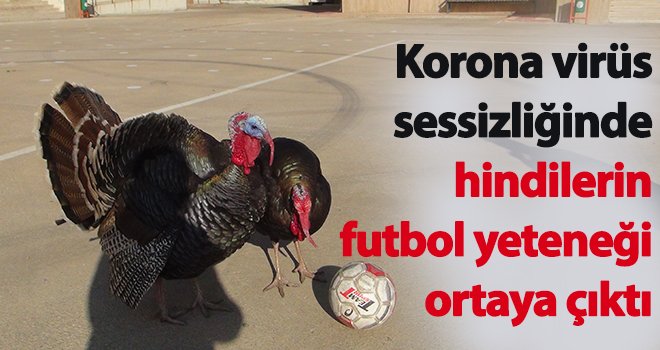 Yetenekli hindilerin futbol keyfi