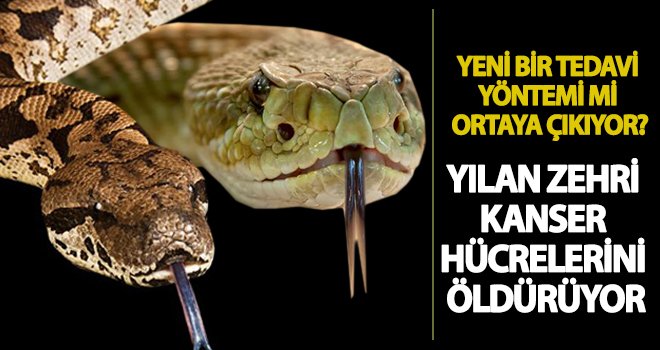 Yılan zehri kanser hücrelerini öldürüyor mu? işte detaylar...