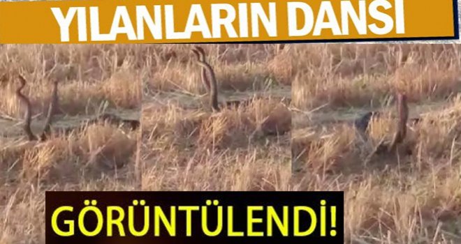 Yılanların çiftleşme dansını görüntülediler: Nar Çiçeğinde...