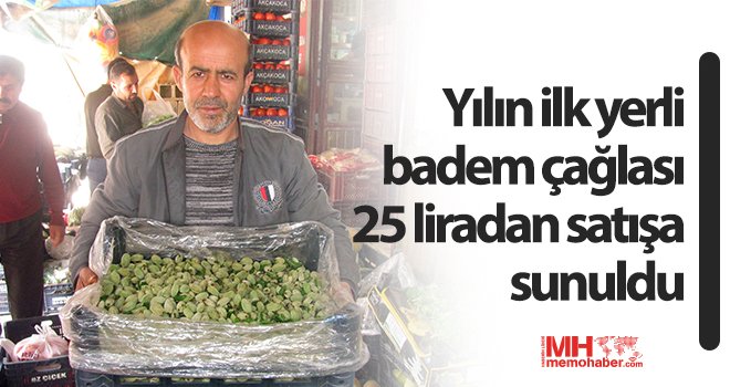 Yılın ilk yerli badem çağlası 25 liradan satışa sunuldu