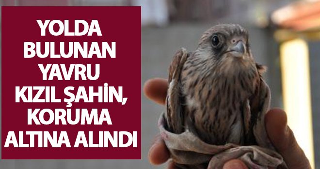 Yolda bulunan yavru kızıl şahin, koruma altında