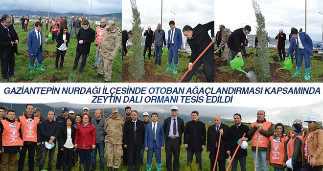 “Zeytin Dalı Harekâtı”na destek için fidan dikimi...