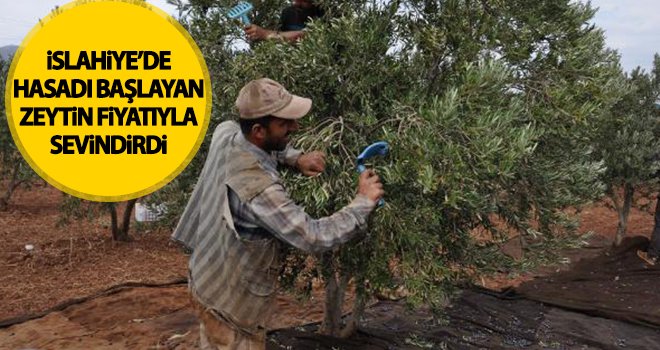 Zeytin fiyatı üreticiyi sevindirdi