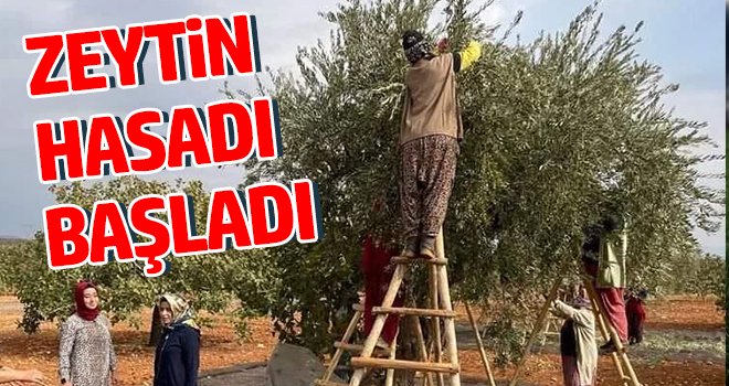 Zeytin hasadı başladı