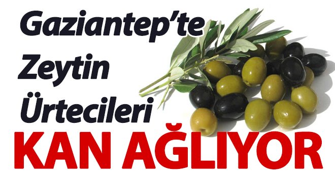 Zeytin üreticileri kan ağlıyor!