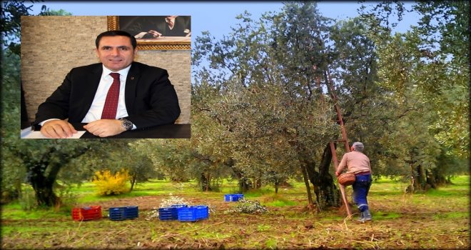 ZEYTİNDE HASAT DÖNEMİ BAŞLADI