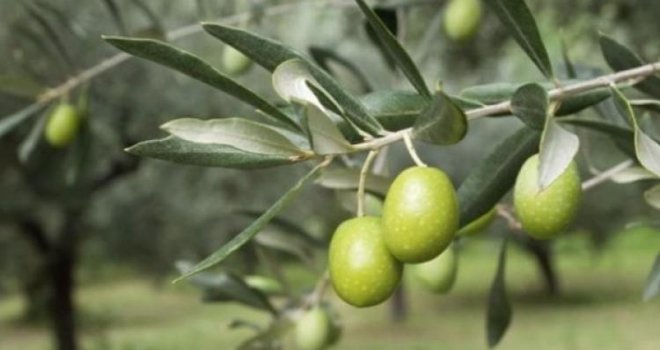 Zeytinlikler için flaş karar...