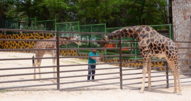 Zürafa 'Şakir' eşi 'Selvi' ile ilk kez buluştu